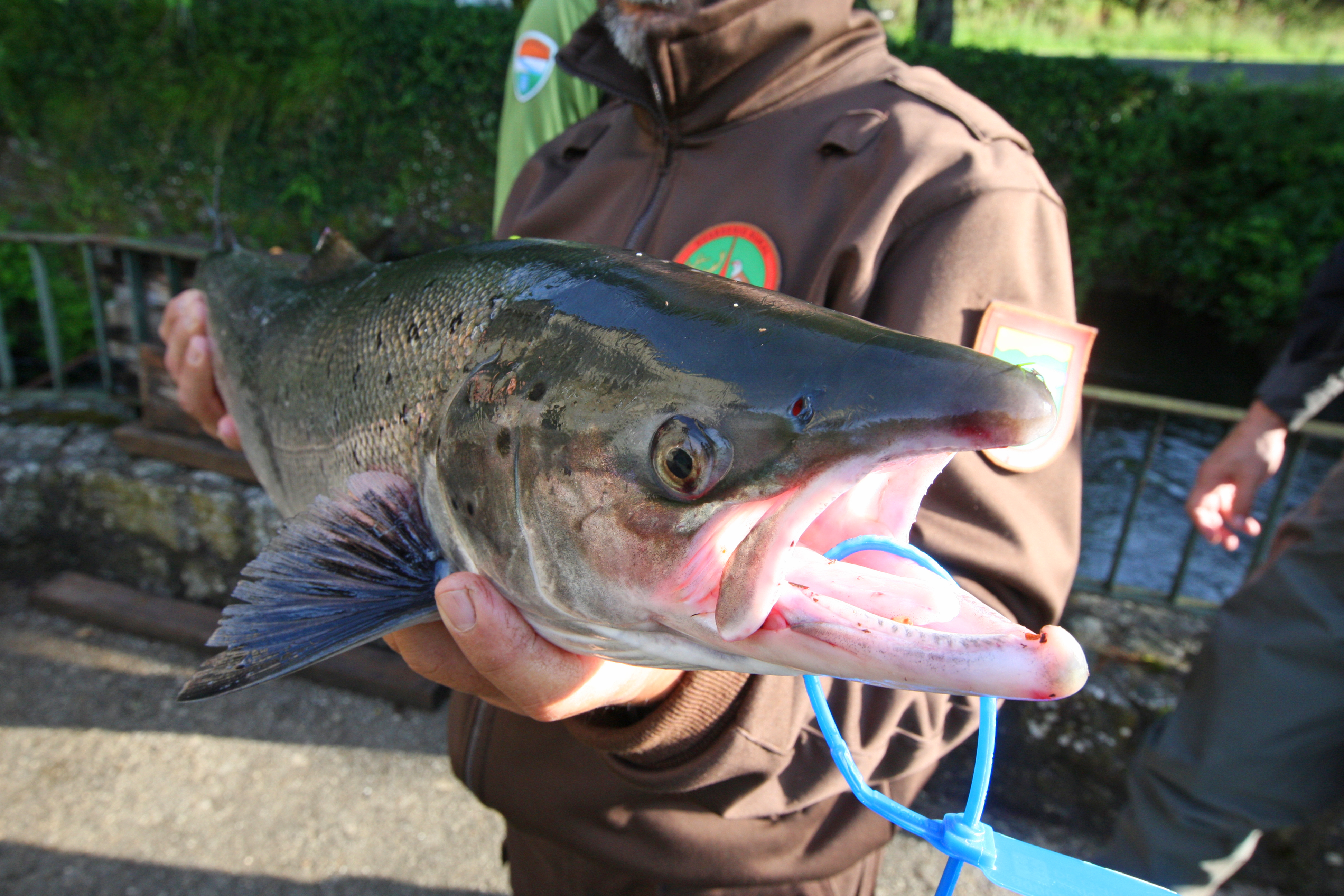 Salmon Festival