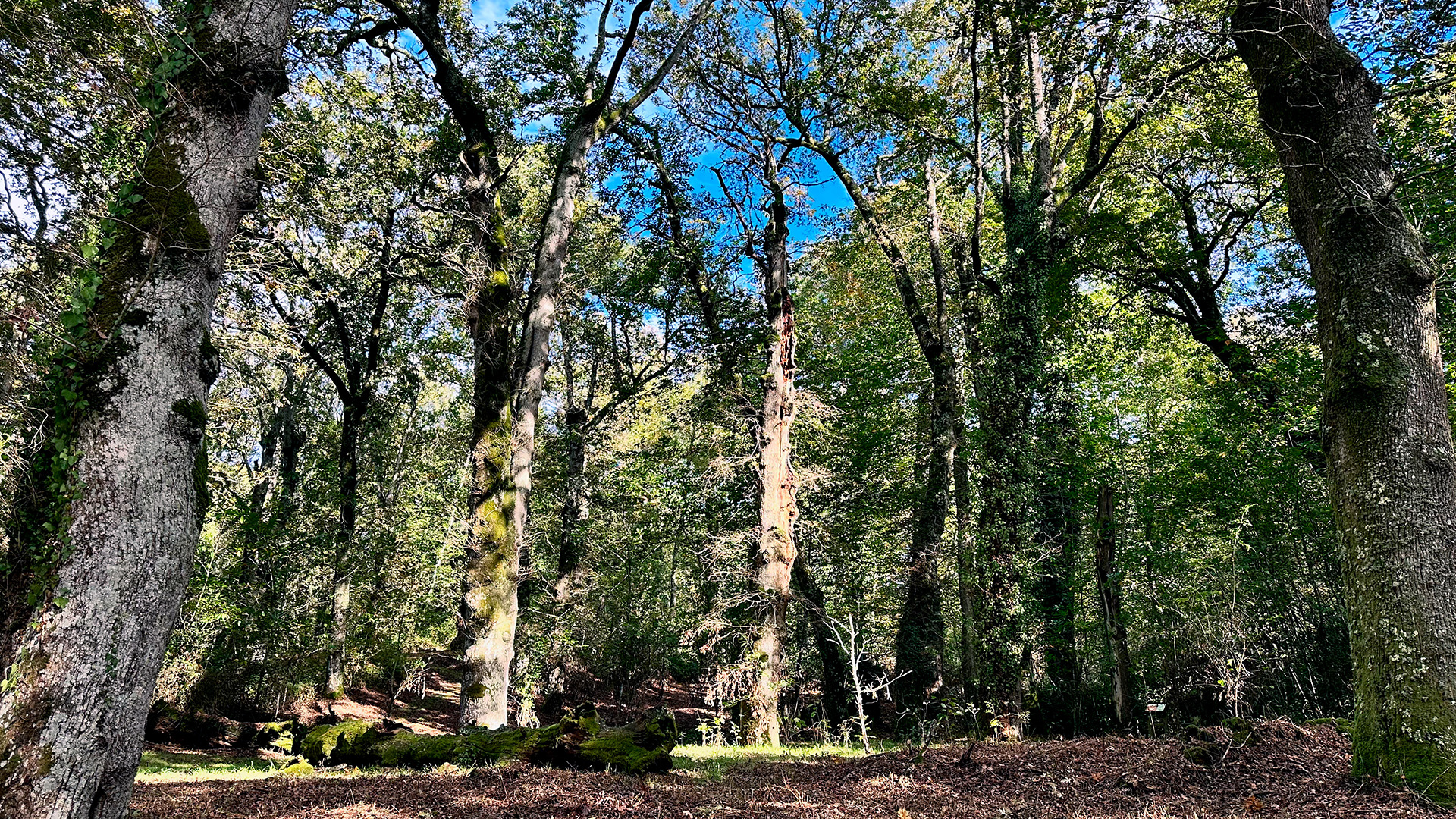 Catas&oacute;s Woodland