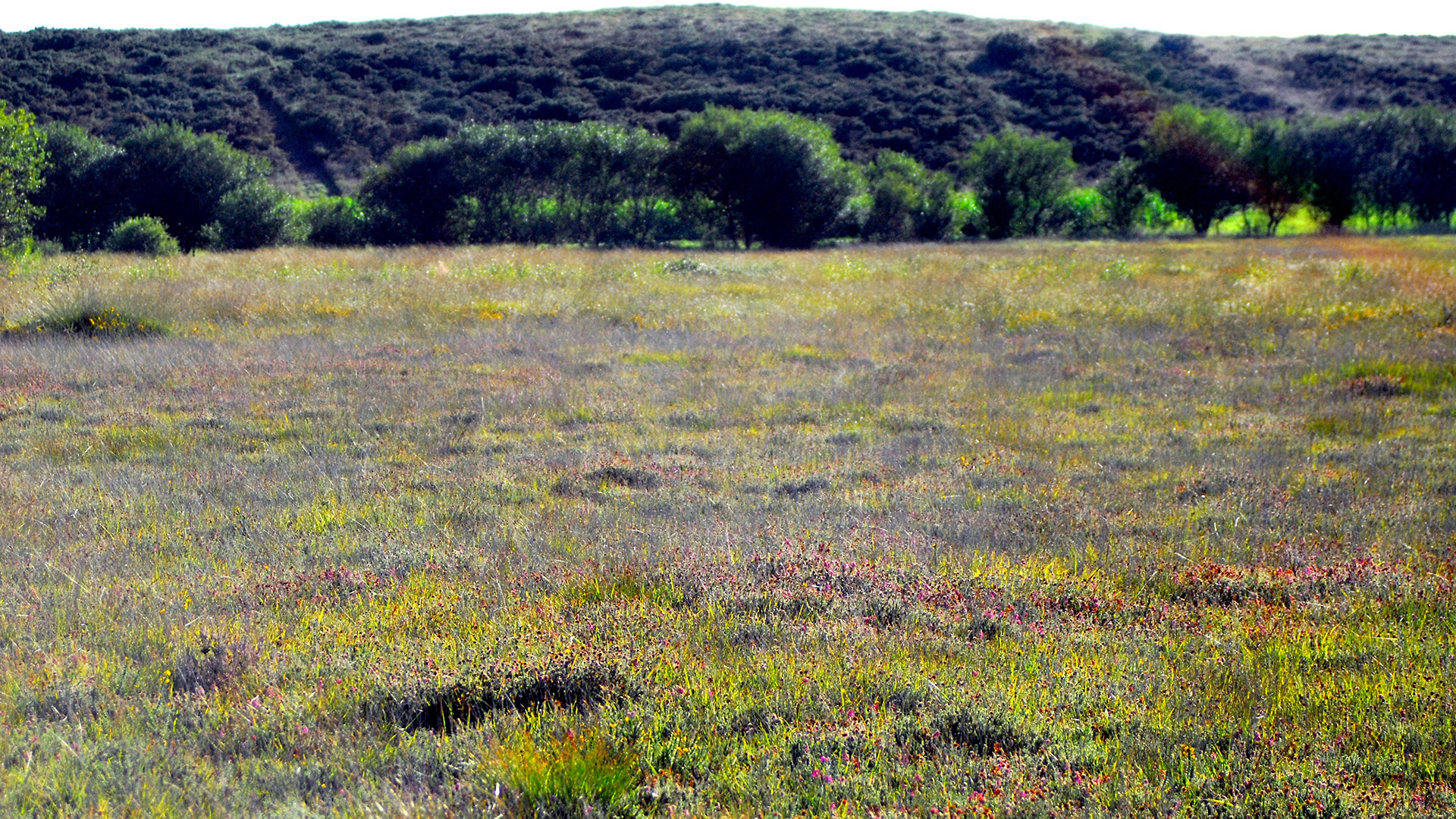 Xestoso Moorlands