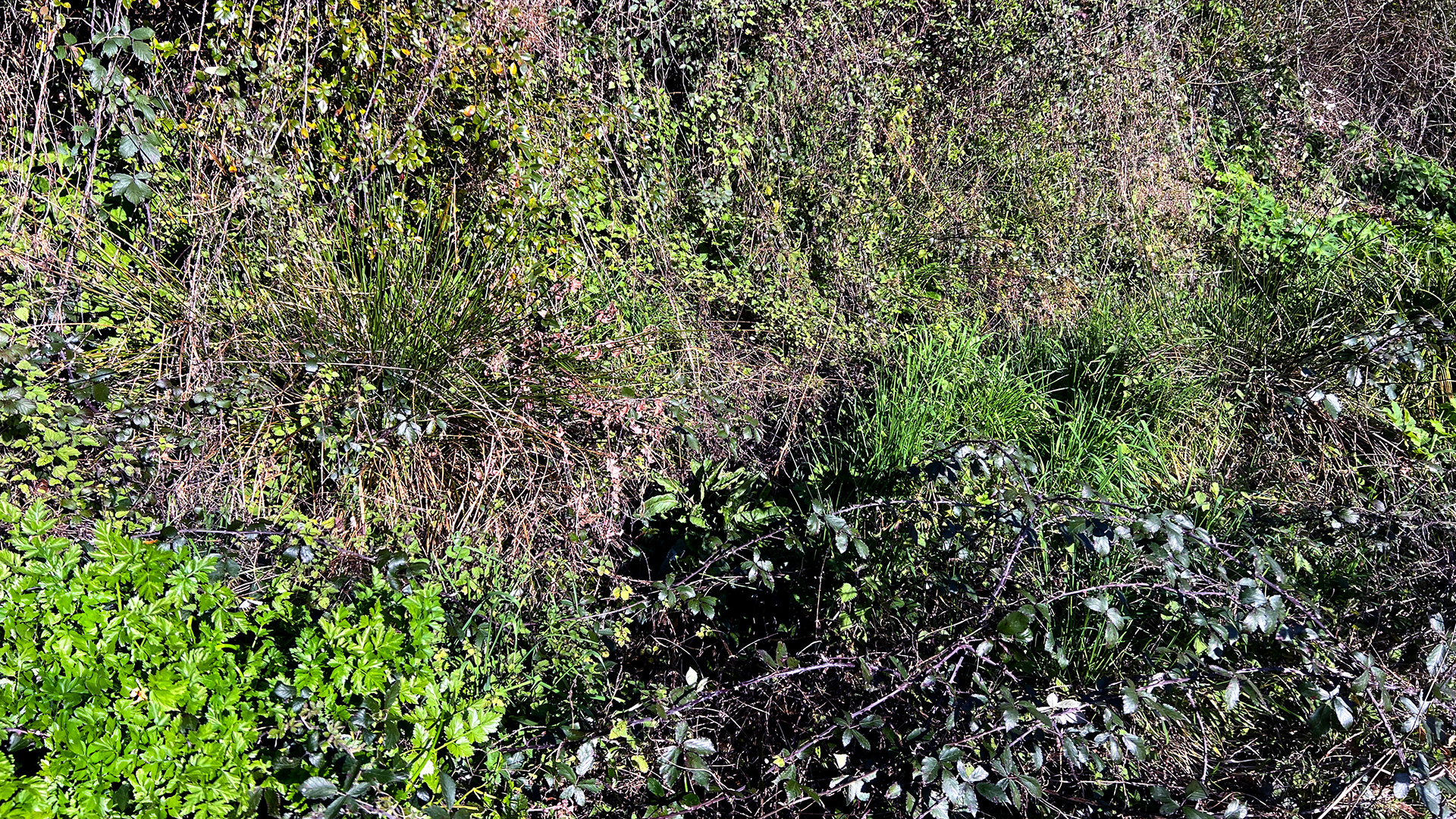 Sendero de San Fiz