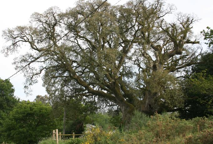 obreira de Siador Cork Oak 0