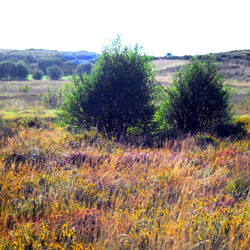 Xestoso Moorlands 4