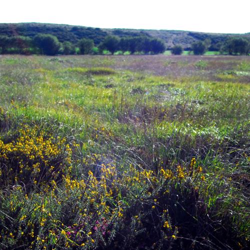 Xestoso Moorlands 5