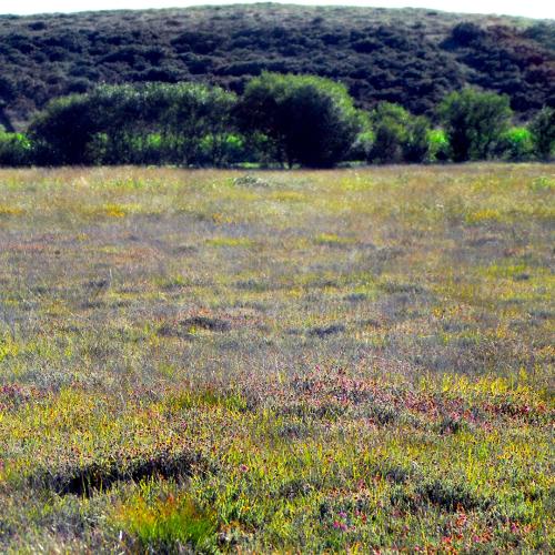 Xestoso Moorlands 6