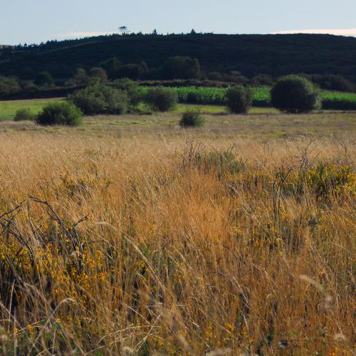 Xestoso Moorlands 7