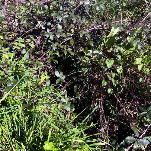 San Fiz Trail 2