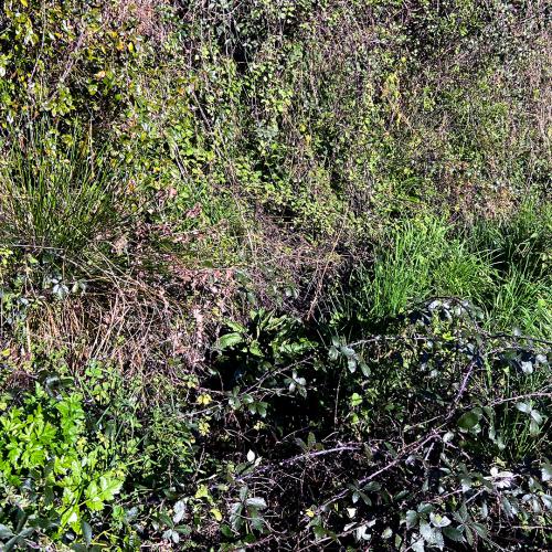San Fiz Trail 3